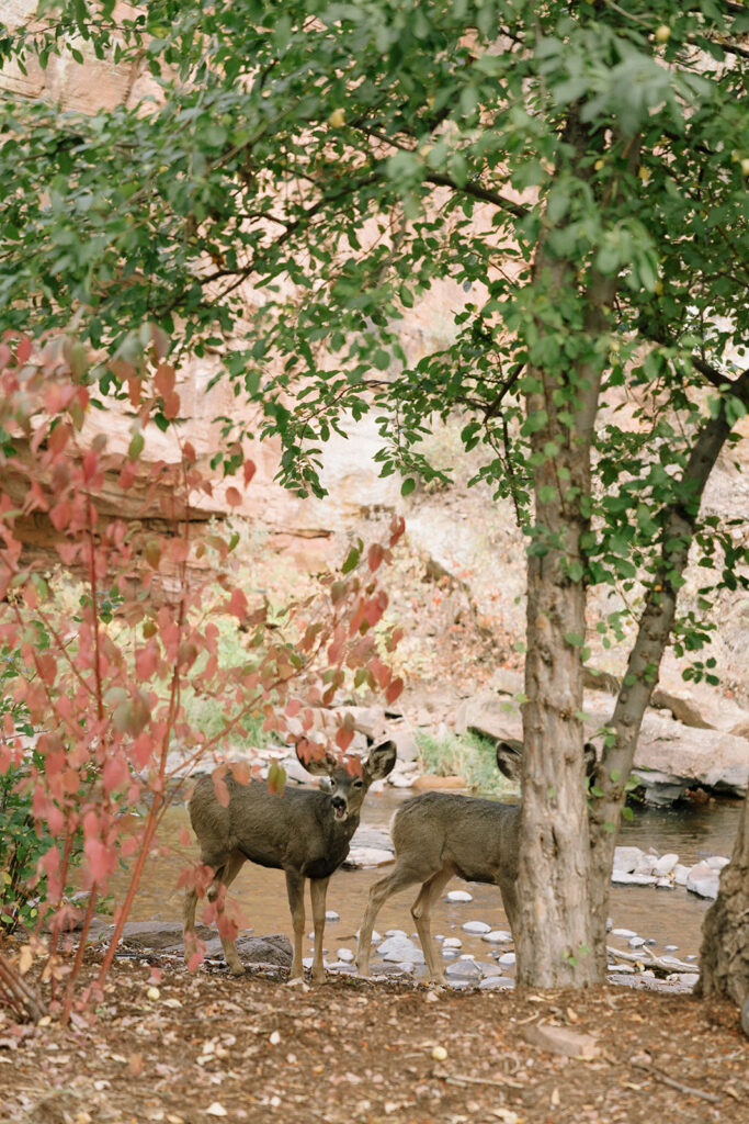 Deer in background of fall wedding ceremony